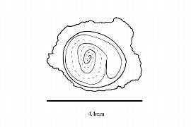   Embryo:   Basella alba; Illustration by K. Parker, Kirkbride et al. (2006) 
